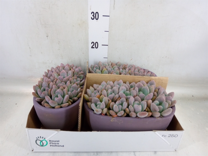 <h4>Echeveria   ...</h4>