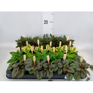 Peperomia   ...mix