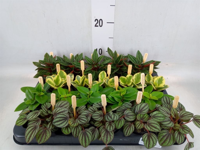 <h4>Peperomia   ...mix</h4>