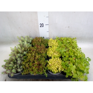 Sedum   ...