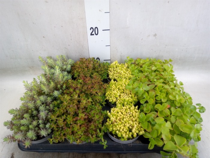 <h4>Sedum   ...</h4>