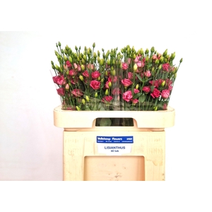 EUS G DOUBLINI ROSE