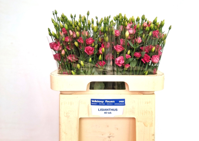 <h4>EUS G DOUBLINI ROSE</h4>