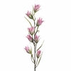 AF Campanula L94cm Pink