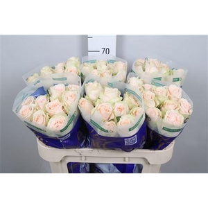 R Gr Wedding Rose