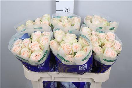 <h4>R Gr Wedding Rose</h4>