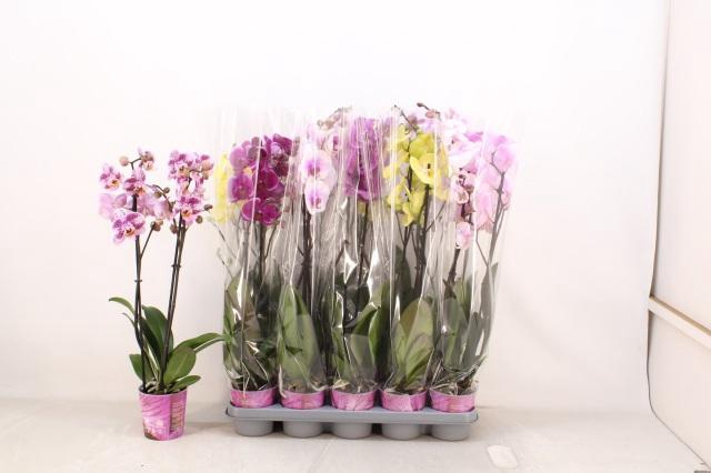 <h4>PHAL GEM 5 KL</h4>