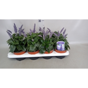 Salvia  'Mysty'