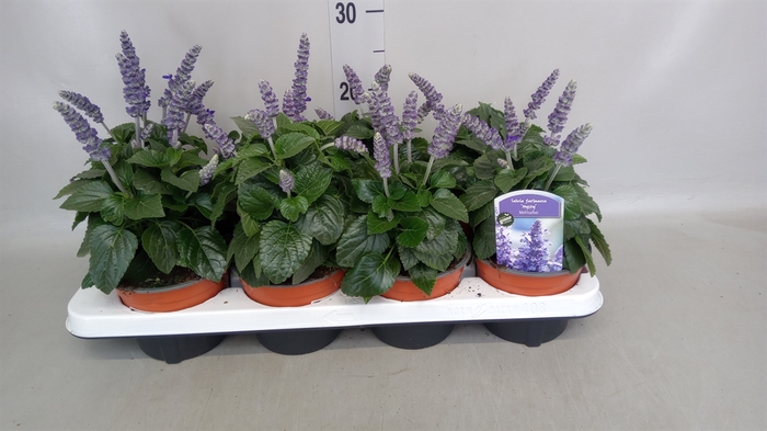 <h4>Salvia  'Mysty'</h4>