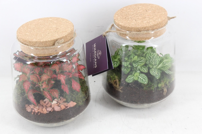<h4>arr3 WR - Terrarium Mercurius M x3</h4>