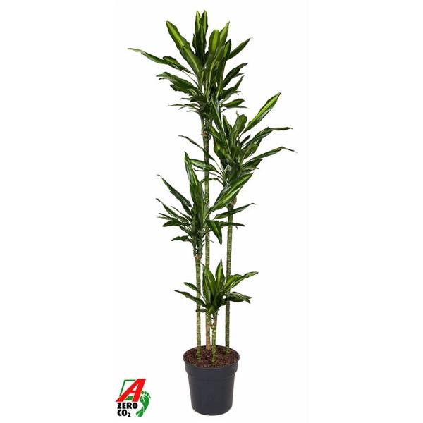 <h4>Dracaena fragrans Cintho</h4>