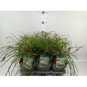 Thuja plicata 'Whipecord'