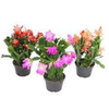 FLOR DE MAIO P11
