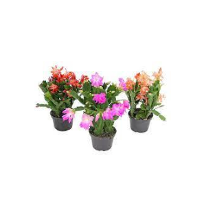 FLOR DE MAIO P11