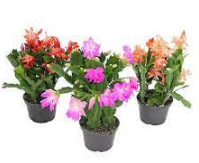 <h4>FLOR DE MAIO P11</h4>