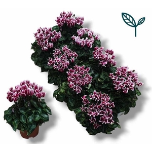 CYCL KL METIS FANTAS