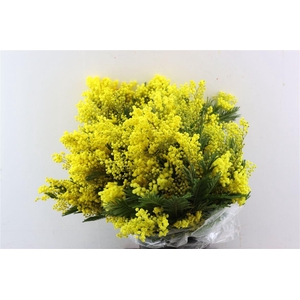 Mimosa Mirandole 500 Gr