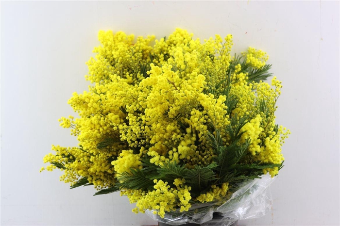 <h4>Mimosa Mirandole 500 Gr</h4>