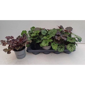 HEUCHERA MIX P13