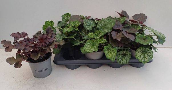 <h4>HEUCHERA MIX P13</h4>