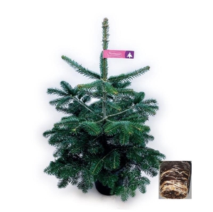 ABIES NORDMANNIANA bomen P27,5