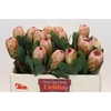 Protea Grandicolor