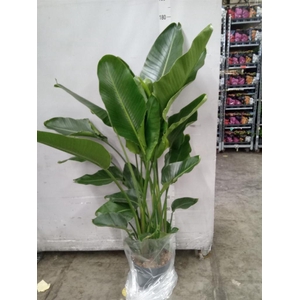Strelitzia nicolai