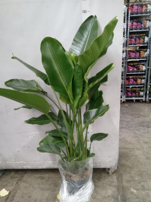 <h4>Strelitzia nicolai</h4>