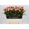 Paeonia Albert Crousse