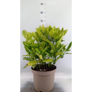 Aucuba japonica 'Variegata'