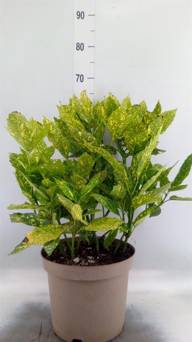 <h4>Aucuba japonica 'Variegata'</h4>