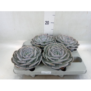 Echeveria  'Pollux'