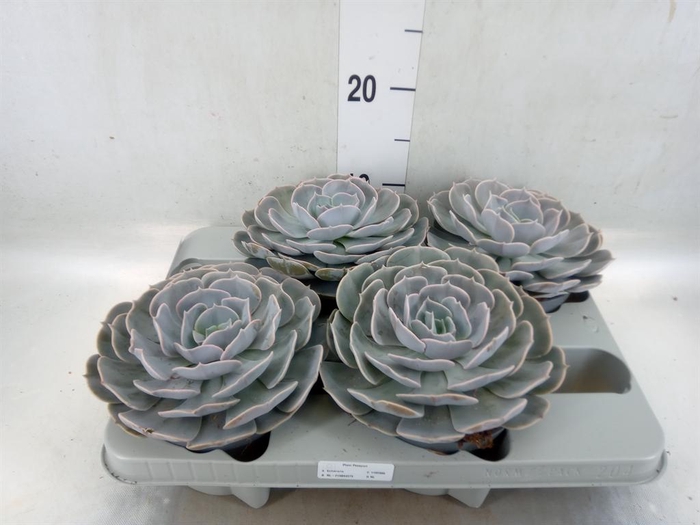 <h4>Echeveria 'Pollux'</h4>