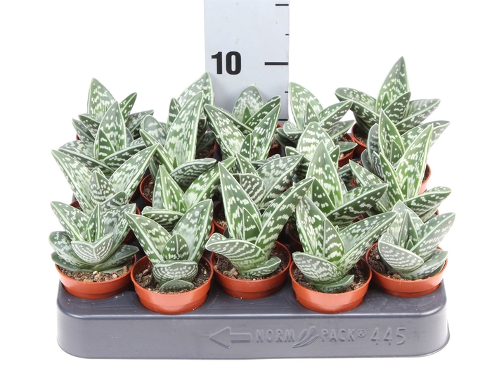 <h4>Aloe variegata</h4>