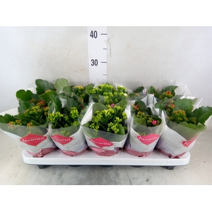 Kalanchoe blos.   ..mix 6