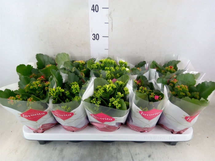 <h4>Kalanchoe blos.   ..mix 6</h4>