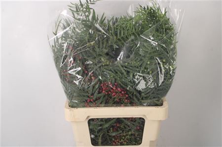 <h4>Pepperberry Fresh Per Bunch</h4>