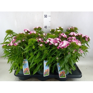 Dianthus barb.