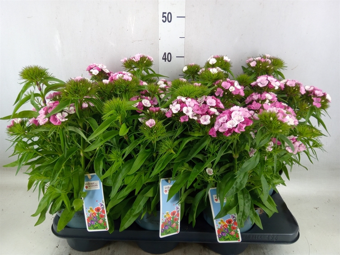 <h4>Dianthus barb.</h4>