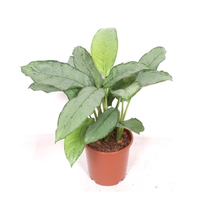 Aglaonema Freedman