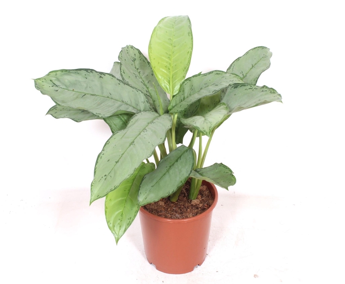 <h4>Aglaonema Freedman</h4>
