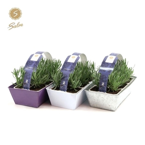 Lavandula 6-Pack in Zinc Mix