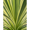 Cordyline australis 'Variegata'