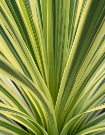 Cordyline australis 'Variegata'