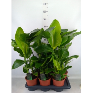 Strelitzia nicolai