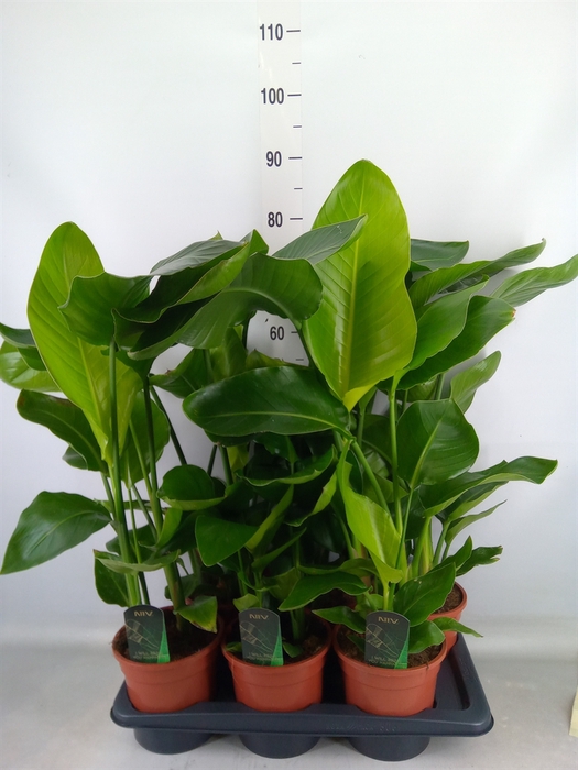 <h4>Strelitzia nicolai</h4>