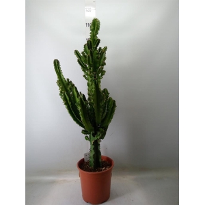 Euphorbia ingens