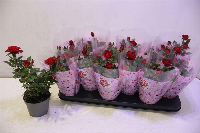 <h4>arr8 Ro Rome Star Red</h4>