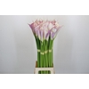 Zantedeschia Eydolls Purple White