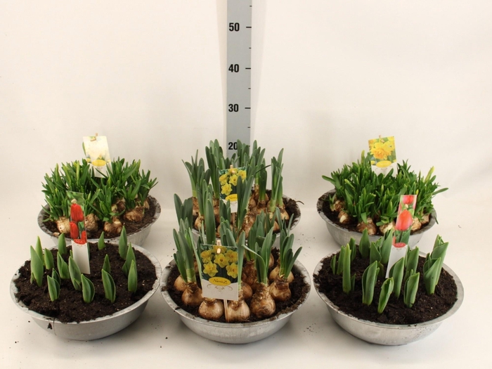 <h4>arr8 Bolbl Mixk In Zinken Schaal</h4>